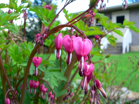 Bleeding Heart