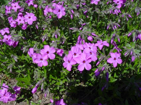 Creeping phlox