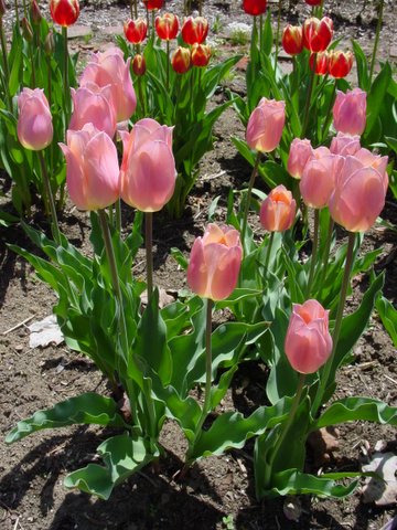 Pink tulip