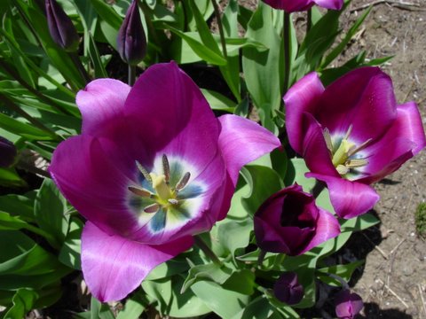 Purple tulip center