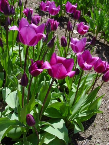 Purple tulip