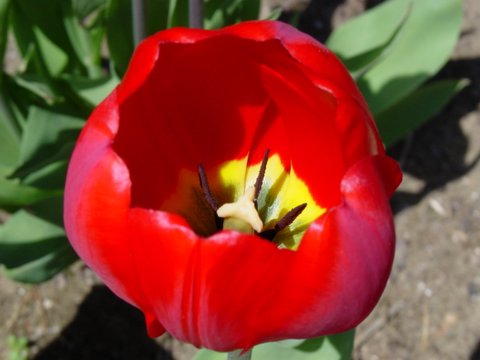 Red tulip center