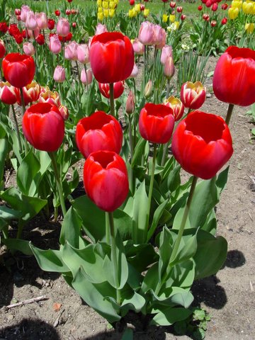 Red tulip