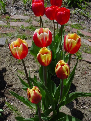 Red and yellow tulip