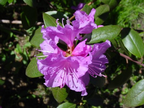 Rhododendron