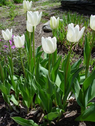 White tulip