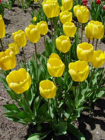 Yellow tulip 1