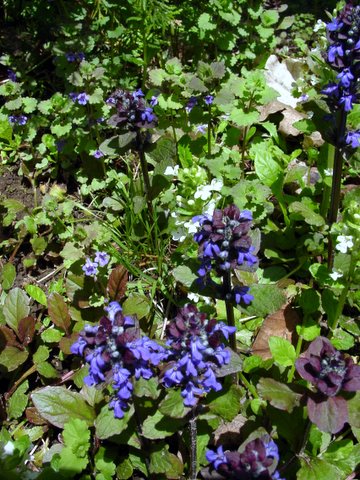 Ajuga