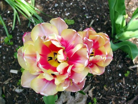 Double tulip