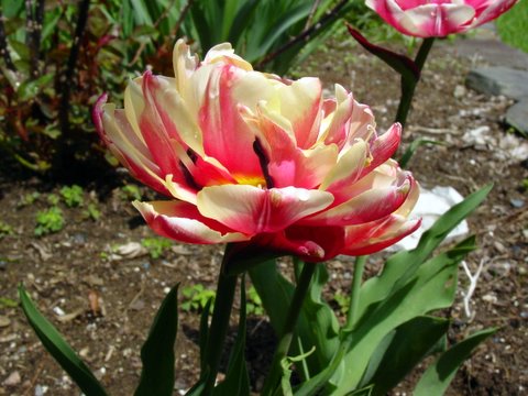 Double tulip