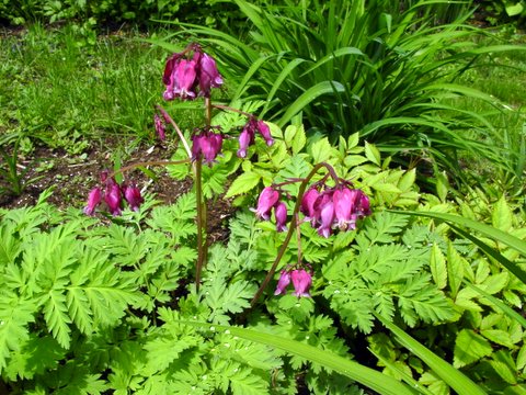 Split leaf bleeding heart