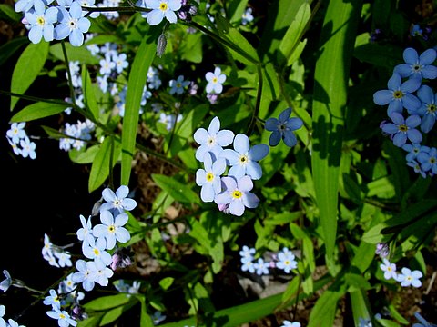 Forget-me-not