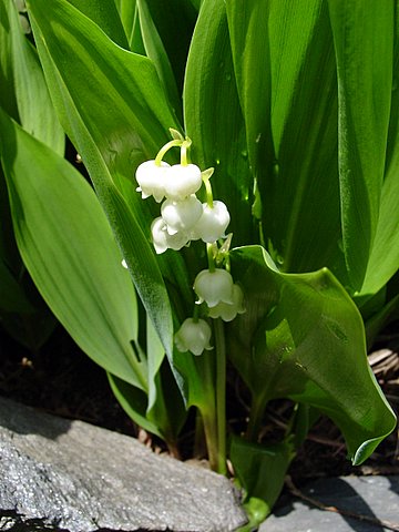 Lily of the valley