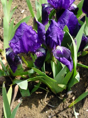 Dwarf iris