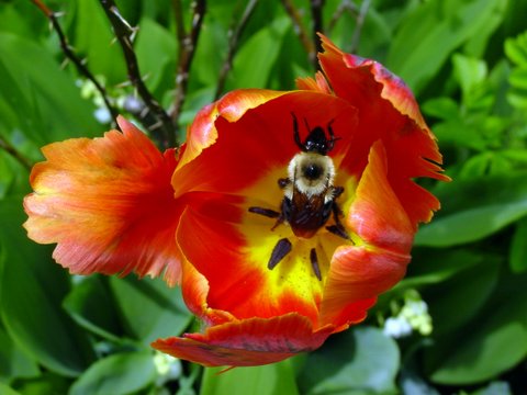 Parrot tulip