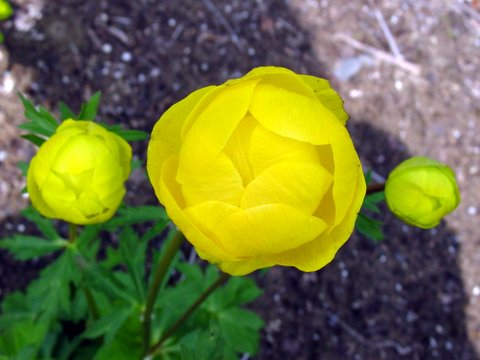 Trollius