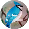 Blue Jay Ball