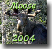 Vermont Moose 2004