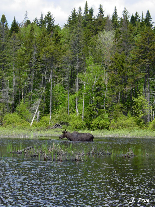 May moose 1