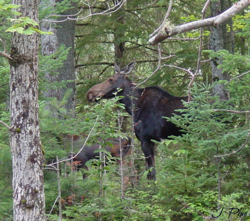 Mama moose