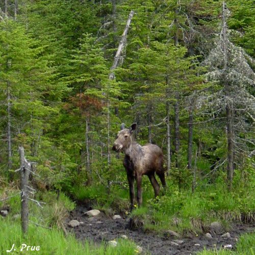 May moose 3