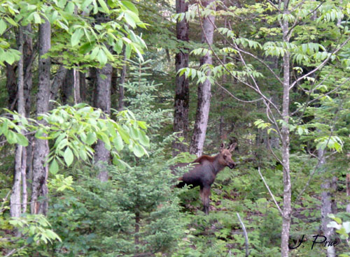 Baby moose