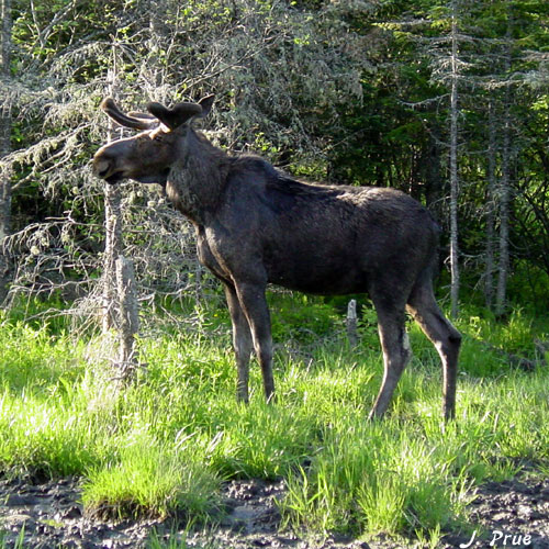 May moose 4