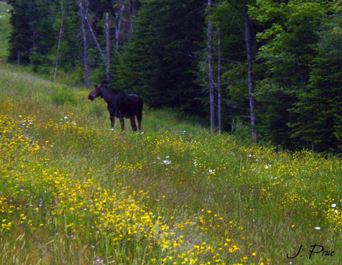 NH moose 2