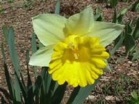 Daffodil